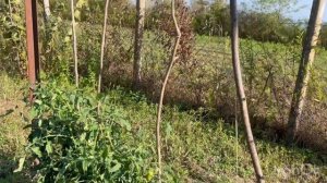 Деревенская жизнь в Грузии.