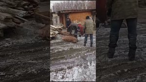 Самый быстрый и безболезненный способ забоя свиньи!