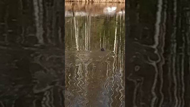 Ондатра #рыбалка #fishing #carpfishing