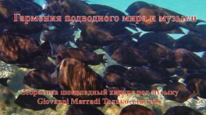 26. Зебросома Шоколадный хирург стая под музыку Giovanni Marradi Только для тебя