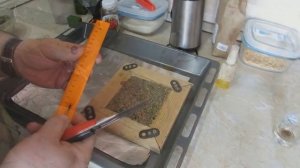 Тесто для макухи на основе гороха и манки на карпа карася