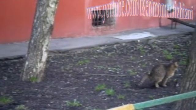 Куда ходят в туалет уличные коты смотреть онлайн