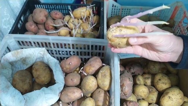 Лёжкость картофеля. Сравнение сортов Гала, Королева Анна, Коломбо, Беллароза, Сынок, Тулеевский