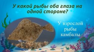 Видеопрезентация «Викторина «Морские обитатели»