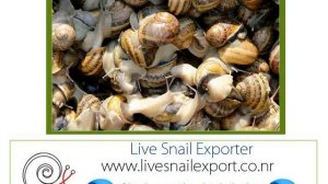 импортер оптовая торговля поставщики улитка Китай