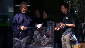 Природный аквариум Такаши Амано