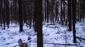 ПОХОД В ЛЕС ЗИМОЙ С НОЧЁВКОЙ (укрытие из 2 армейских плащ палаток, нодья, костёр обратный)