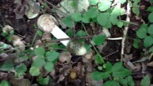 Как быстро растет гриб весёлка