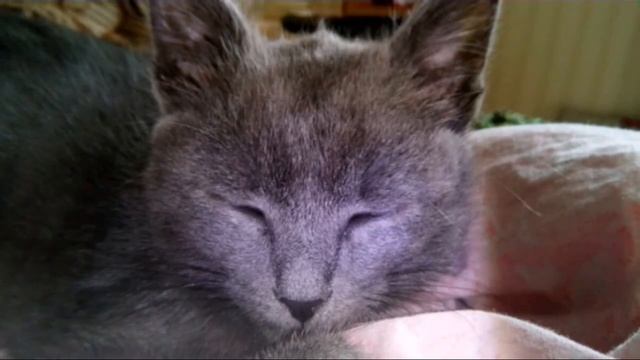 История 1.                                                Забытое прошлое кота Басика смотреть онлайн