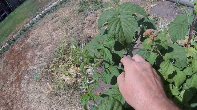 Черная малина Кумберленд,помогите разобраться с ежевиеой. смотреть онлайн