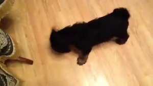 Щенки эрдельтерьера