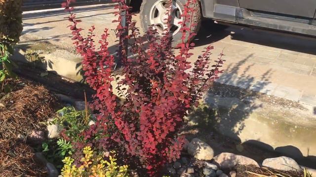 Обзор черенков гортензий на 16.10.18 смотреть онлайн