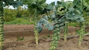 Про капусту....брюссельскую:) Получила два урожая с одного  места :).