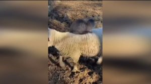 Подборка смешных видео и приколов. 179 Лучшие ПРИКОЛЫ 2023