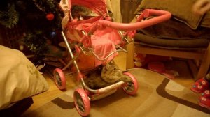 Кот в коляске