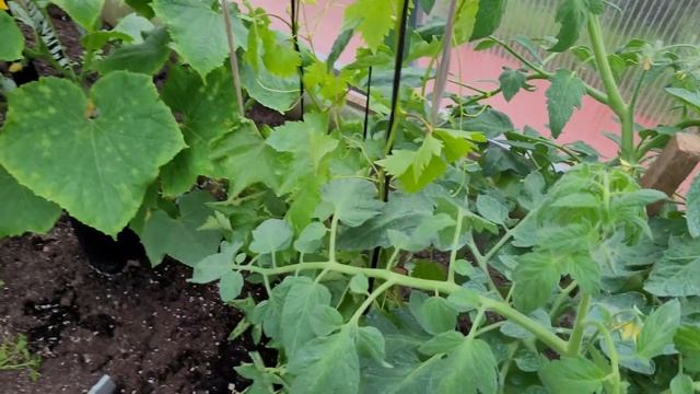 Виноград в Ленинградской области на 18 июня 2022 года .Часть вторая Новинки в новой теплице. смотреть онлайн