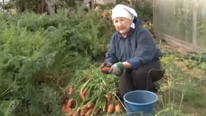 Хранение моркови.