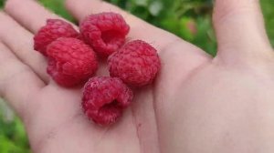 Малина Мария спрашивали показываю!