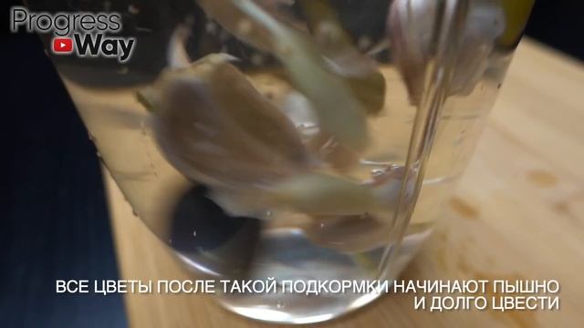 Зацвел за Сутки! Весь в Жирных бутонах, пышное цветение обеспечено! смотреть онлайн