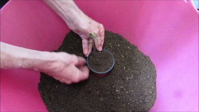 Potting a cutting of Clerodendrum thomsoniae смотреть онлайн