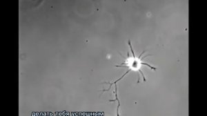 Что происходит в вашем мозге, когда отмирает нейрон старой привычки и появляется новая нейронная