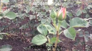 Роза Ангажимент