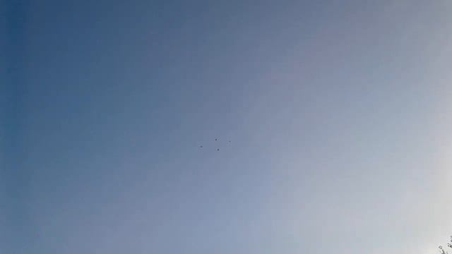 Голубей становится всё меньше и меньше. The number of pigeons is getting smaller and smaller. смотреть онлайн