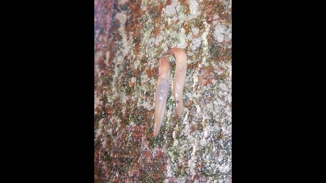 Juvenile Limax cinereoniger (Ashgray slug, Schwarzer Schnegel) смотреть онлайн