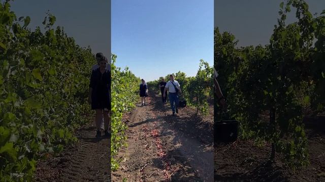 Опыт на винограде! Так растёт виноград