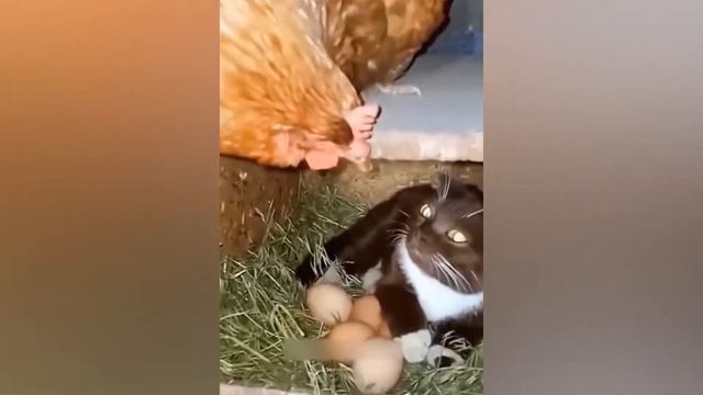 Самые смешные животные 2023 😂 Самые смешные кошки и собаки 😺🐶