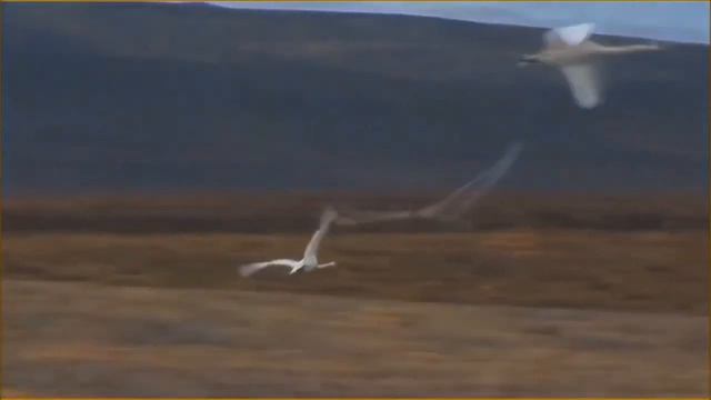 любовь уставших лебедей