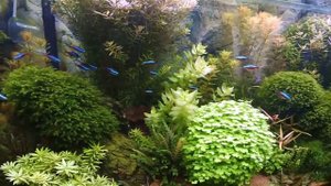 Удобрения в аквариуме и CO2 -И какие результаты при малых дозировках .