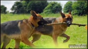 Немецкая авчарка