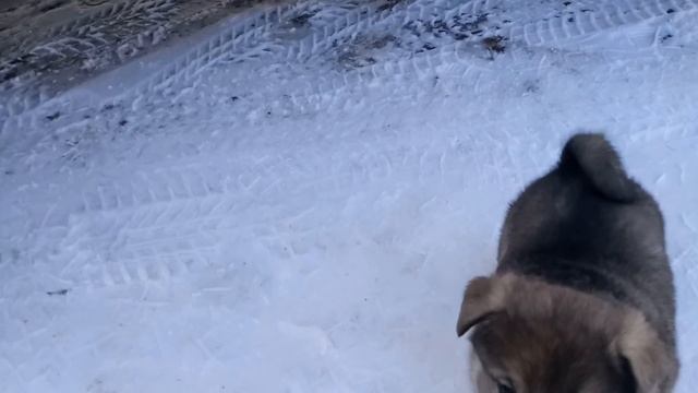 Норд.Обучение команде "Ко мне!" 2.и "Домой!" смотреть онлайн