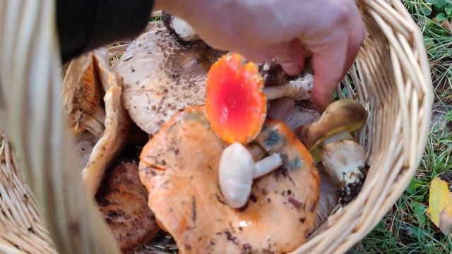 Setas y hongos por Raul Fraile Fabero.Un canal de micología que merece la pena seguir смотреть онлайн