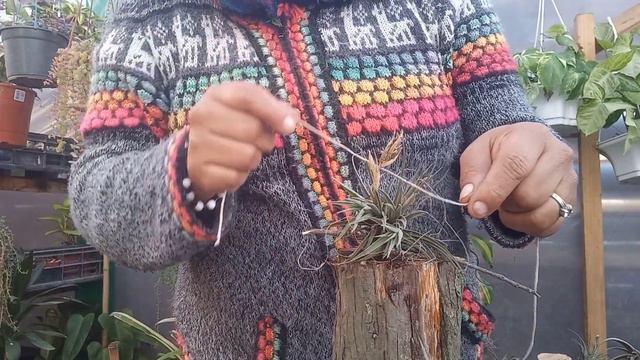 (Cap11) 💥TIllandsia,( clavel del aire)cuidados y plantarlas.(error al editar ) #parati #seguidores смотреть онлайн