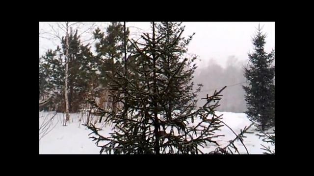 Красивые хвойные деревья. смотреть онлайн