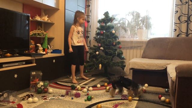 🐶«ЙОРКШИРСКИЙ ТЕРЬЕР АЙСИ УКРАШАЕТ ЁЛКУ»🐶/Йоркширский терьер/Смешные Собаки/Приколы с животными. смотреть онлайн