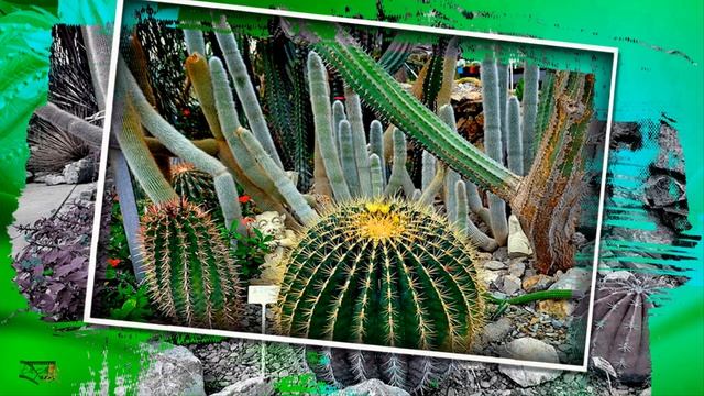 Колючее царство в Никитском ботаническом саду смотреть онлайн