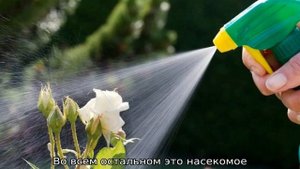 Пчела листорез