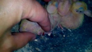 Птенцы голубей. Окольцованные Русские почтовые голуби