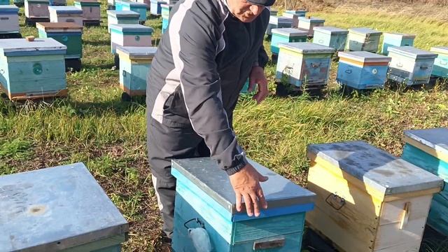 Подготовка пчёл к зиме и зимовка. смотреть онлайн