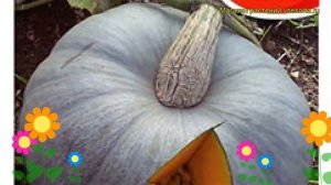 Тыква Волжская серая 92. Краткий обзор, описание характеристик, где купить семена cucurbita pepo