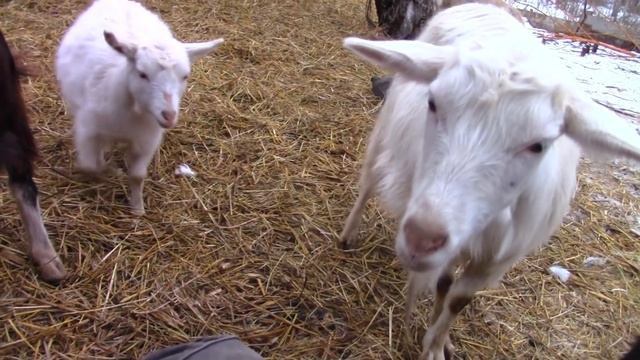 Как приручить и перевоспитать козу смотреть онлайн