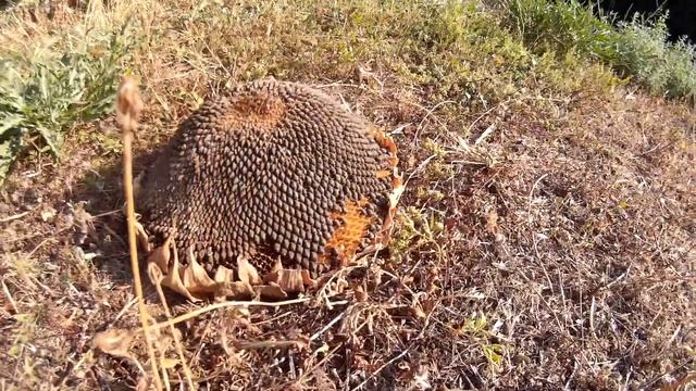 Ёж? Не Ёж?! Как Ёж! смотреть онлайн