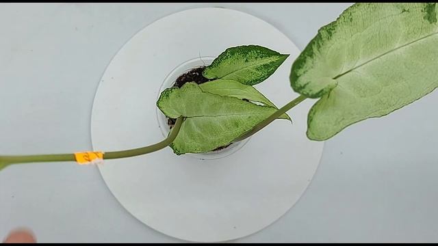 Мои Сингониумы. Обзор. (Часть 2) смотреть онлайн