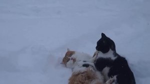 коты дерутся, собака разнимает