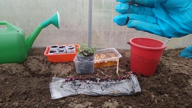 ВЫСАДКА РАССАДЫ СВЕКЛЫ,ПРОРОЩЕННОЙ В УЛИТКЕ!!!