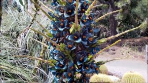 Сине зеленые цветы. Красивая подборка цветов с названиями