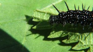 Черная гусеница бабочки Павлиний глаз, Larva of European peacock